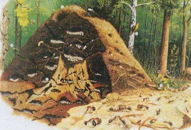 11 Das Ameisennest Ameisennester können je nach Art und Umgebung sehr unterschiedliche Formen annehmen.