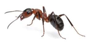 8 Ameisen Es gibt mehr als 13.000 Ameisenarten, davon ca. 200 in Europa. Ameisen leben in großen Gruppen zusammen, den Ameisenstaaten.