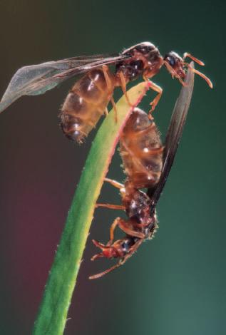 Ameisen Das scheinbar unkoordinierte, aber dennoch straff durchorganisierte Gewimmel eines Ameisenhaufens hat schon seit Gene rationen Kinder und Erwachsene fasziniert.