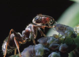Ein Grund mehr für eine Betrachtung, die auf ausgewogene Weise Klarheit schaffen soll. Eine Ameise betrillert eine Blattlaus, um sie zum Absondern von Honigtau zu animieren.