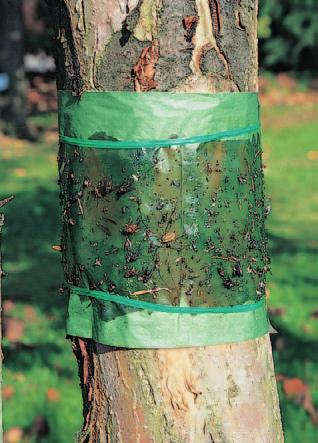Ameisen Leimring als Schutz gegen Ameisen. sen als Nahrung nutzen.