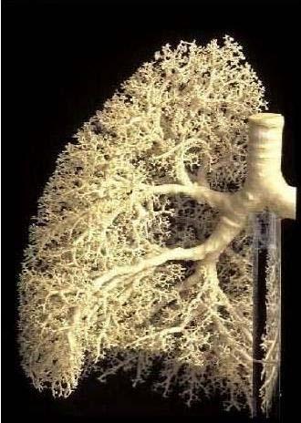 (Flimmerhärchen) Alveolen (Lungenbläschen): sehr langsame Entfernung von Staub v.