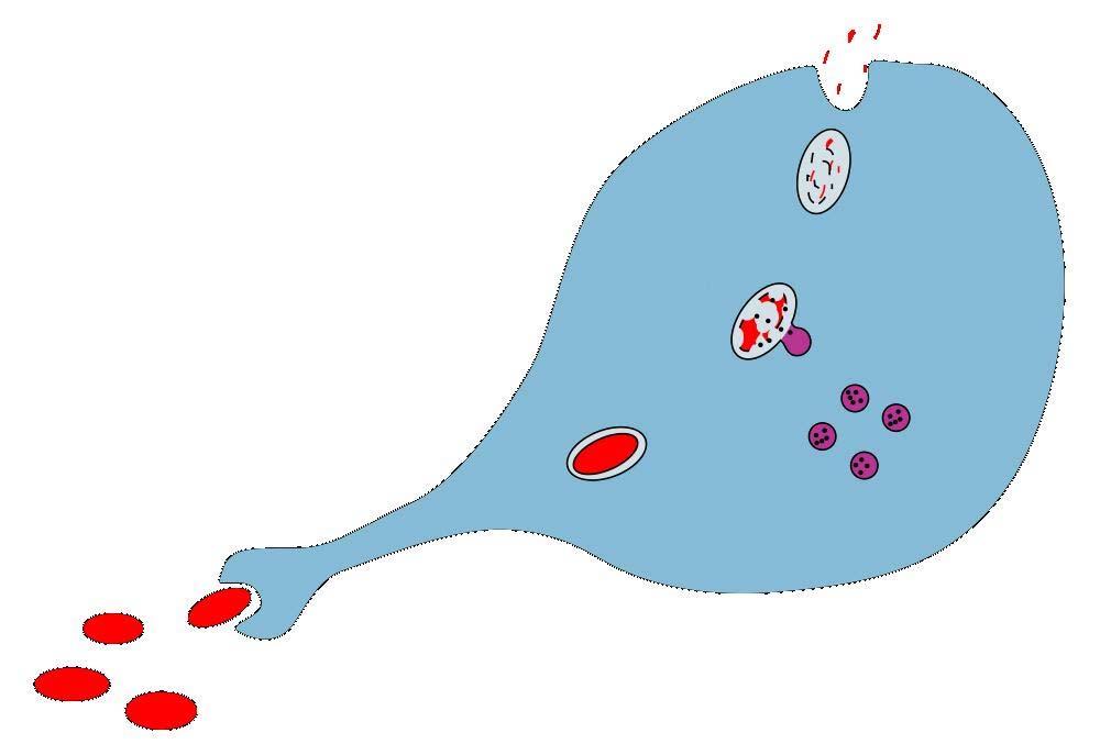 Alveoläre Makrophagen und ihr Job -II- Lyse nicht bei biobeständigen Partikeln Phagolysosom Lysosomen