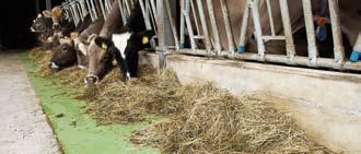 Vermindert Stress und Verletzungen der Kühe Melkstandböden und Wände sind durch Kuhverkehr, Milchsäure, Kot, Dipp- und Reinigungsmittel, sowie Hochdruckreiniger stark belastet.