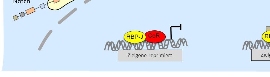 Die Überexpression der NIZD in murinen T H -Zellen in Anwesenheit von IL-12 oder IL-27 bewirkte die IL-10-Produktion von IFN-γ + T H 1-Zellen.