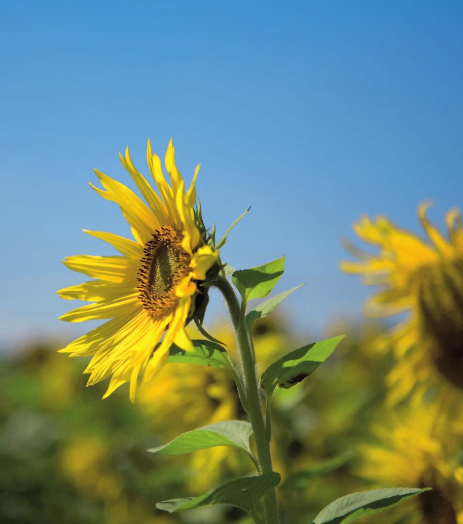 www.stw-crailsheim.de STADTWERKE CRAILSHEIM DIE KRAFT DER SONNE NUTZEN Die Sonne ist der grösste Energielieferant: Kostenlos schickt sie Unmengen von Energie zur Erde.