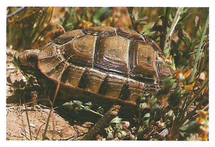 The numbers refer to the city of Agadir (1) and Ouarzazate (2). zung von den Schildkröten toleriert wird, stellt eine intensive Agrarwirtschaft eine Bedrohung für die Populationen dar.
