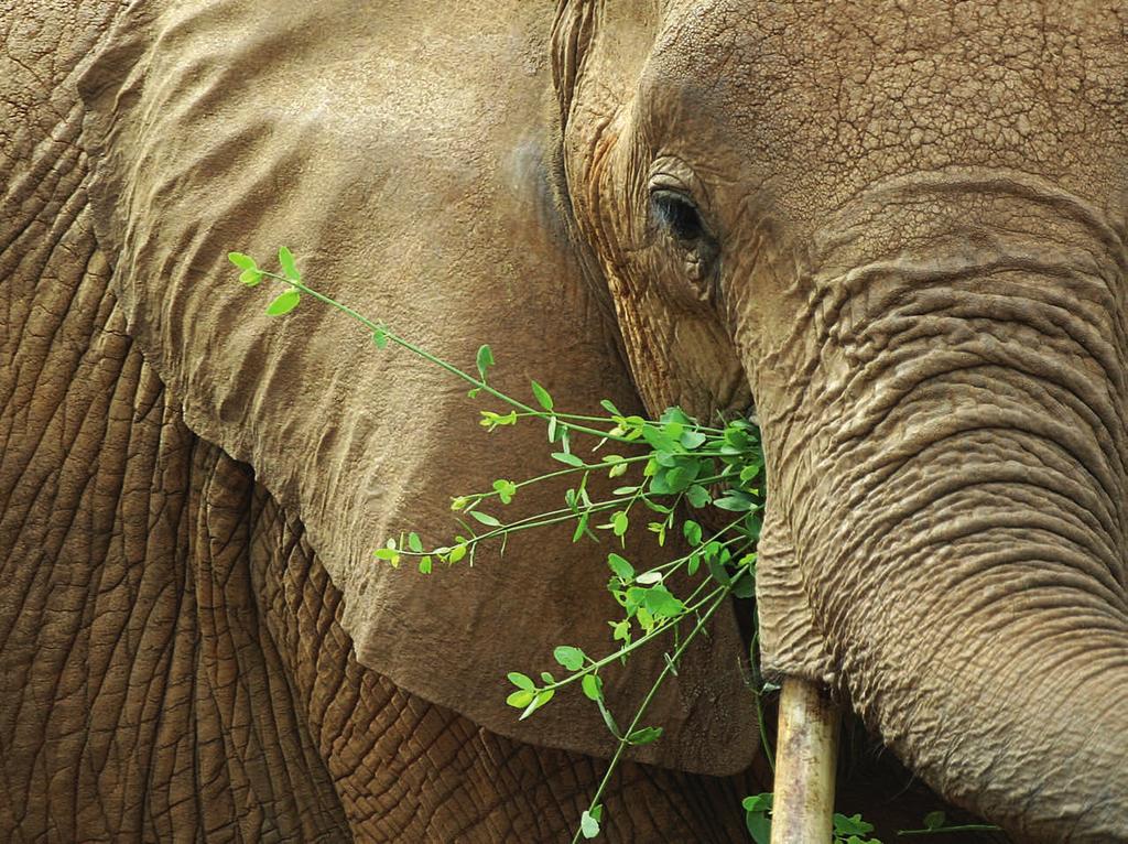 Elefanten in Ostafrika Fotos: dreamstime.com/s. Foerster, W. Rayment, flickr.