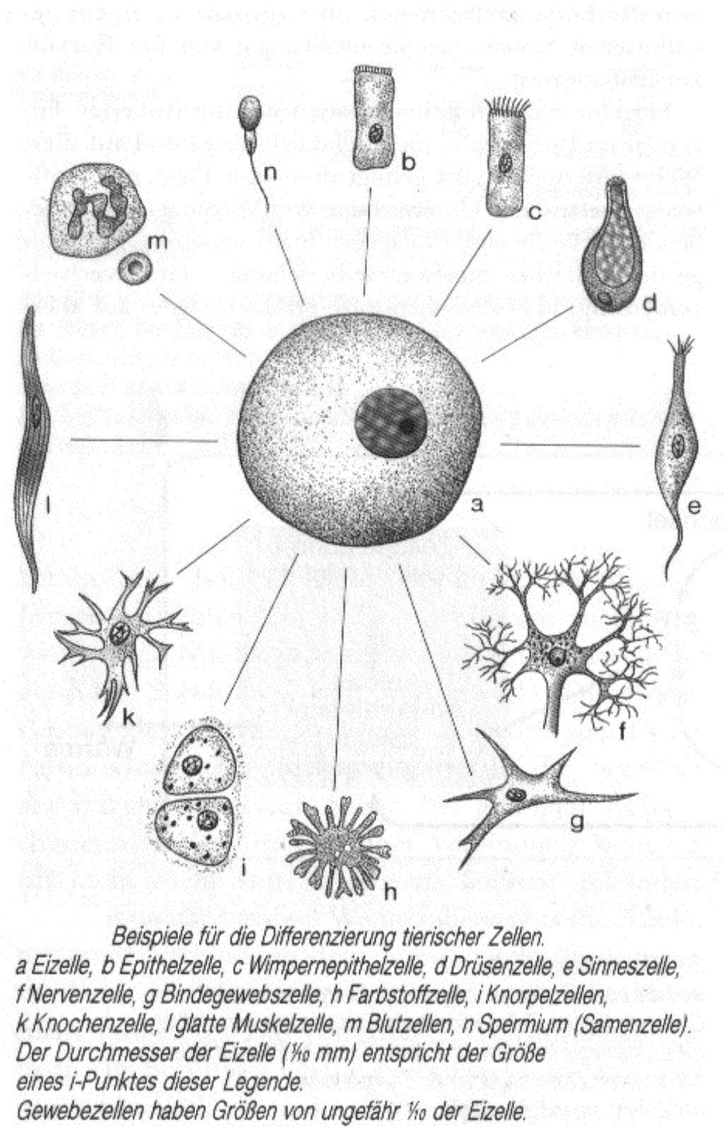 Der erste Schritt der Entwicklung mehrzelliger Organismen war die Spezialisierung der Zellen, die