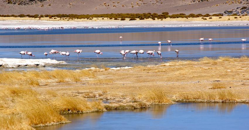 Nordchile - Bolivien Eine Reise der Superlative zu aktiven Vulkanen, grünen, roten und himmelblauen Lagunen geschmückt mit hunderten pinkigen Flamingos, Mondlandschaften, dampfenden Geysiren und