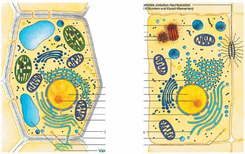 Abb. 2: Schemen eukaryotischer Zellen auf der Basis von elektronenmikroskopischen Aufnahmen, in Realität prall gefüllt mit Organellen; links Pflanzenzelle, rechts Tierzelle; Vergrösserung etwa 1 000