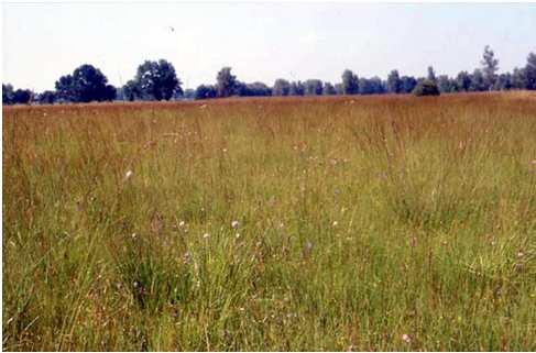 Pfeifengraswiesen Flächenanteil in % an 1km 2