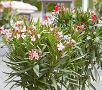 h 5-10 C OLEANDER (Nerium oleander) h 5-10 C OLIVENBAUM (Olea europaea) h unter 10 C bei 5-10 C.