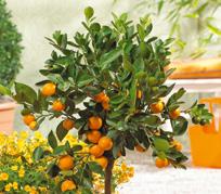 SORTEN (Citrus) h je nach Sorte Citrus limon 5-10 C Citrus sinensis 5-10 C Citrus retuculata (in Sorten) 12-16 C Citrus poncirus trifoliata