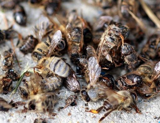 Bienen sind gefährdet Bild: geerntetes Getreidefeld Gar kein Angebot. Kein Nistplatz, keine Nahrung Großes Nahrungsangebot.