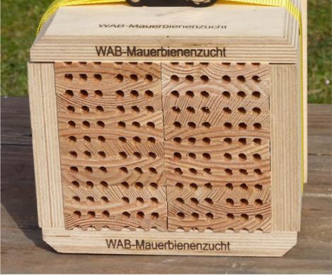 Wildbienen In Deutschland kommerziell genutzte Arten (hauptsächlich in Obstplantagen): Gehörnte Mauerbiene (Osmia