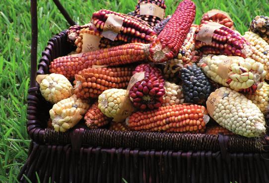 Die verfügbaren Mais-Saatgutproben aus den peruanischen Costa-, Selva-, Sierra- und Altiplano-Regionen werden in Feldversuchen charakterisiert und in Hohenheim genotypisiert.