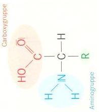10 SG 41 10 SG 41 Biomoleküle: Kohlenhydrate II 10 SG 42 10 SG 42 Grundstruktur einer Aminosäure: Biomoleküle: Aminosäuren und Proteine Proteine: Mindestens 100 Aminosäuren