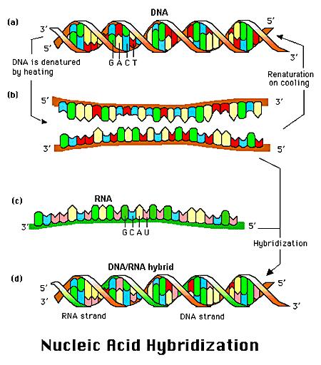 Denaturierte ( geschmolzene ) DNA