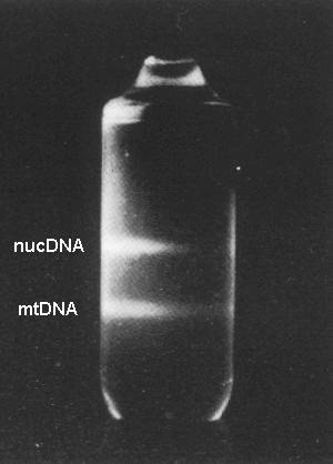 CsCl-Dichtegradientenzentrifugation Die DNA konzentriert sich im