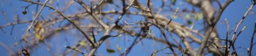 - Waterberg White-tailed Shrike (Lanioturdus torquatus) Chinspot Batis (Batis molitor) Pririt Batis