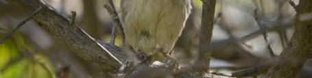 Southern Masked Weaver (Ploceus velatus)