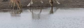 camelopardalis) Impala (Aepyceros