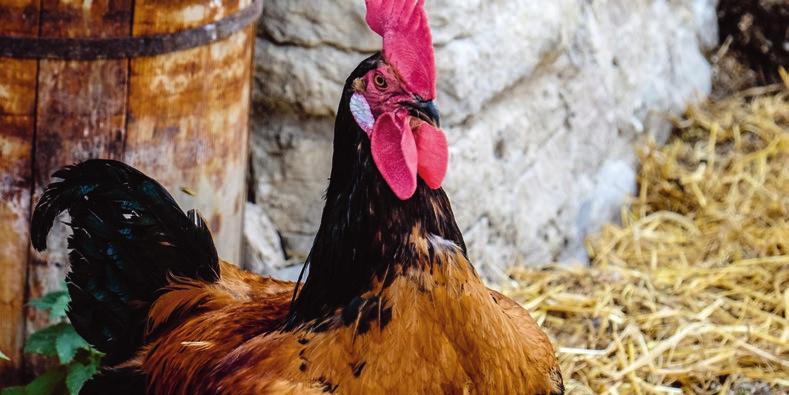 3. Geflügel Ziel: Damit Hühner und die Eier, die sie legen in Bio-Qualität erzeugt werden können, muss den Tieren ein biokonformes Futter angeboten werden.