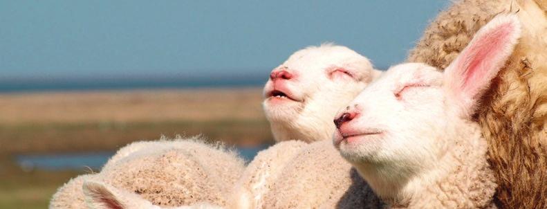 4. Schafe und Ziegen Ziele: Stabiles Wachstum, gute Futterverwertung und ein hoher Fleischanteil im Laufe der Mast.