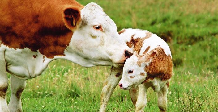 1. Rinder 1.2 Milchkühe Ziele: Hohe Milchleistung, gute Fruchtbarkeit und Langlebigkeit. Wir bieten für Ihre Milchkühe Ergänzungsfuttermittel für verschiedene Problemstellungen an.