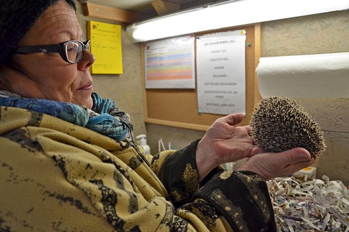 TIERSCHUTZ 14. JANUAR 2017 Eine stachelige Angelegenheit Igel-Mama Rosmarie Blaser beherbergt über den Winter 27 der notdürftigen Tiere in ihrer Auffangstation. Momentan wird geschlafen.