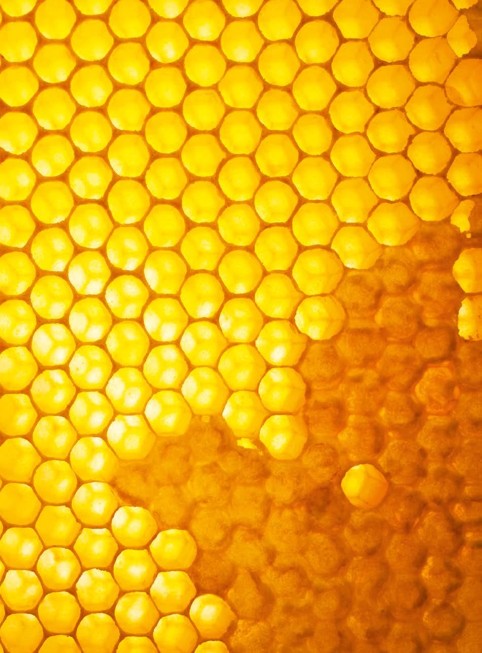 Apitherapie Heilen mit Bienenprodukten Die Anwendung von Bienenprodukten wie Honig und