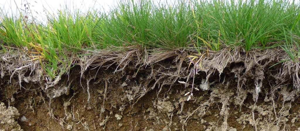 Beispiele für Böden und Wasserrückhaltepotenziale Lage des Bodenprofils: Bodentyp: Feinbodenart: Hangfuß