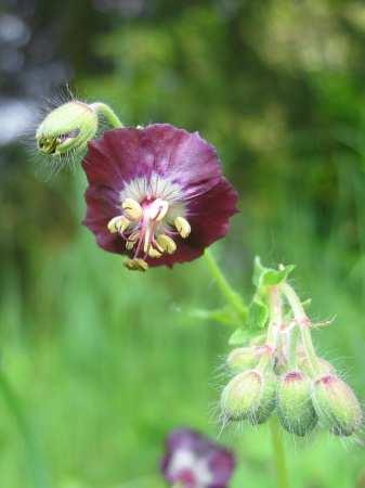 Geranium phaeum - Brauner Storchschnabel Primula elatior - Hohe