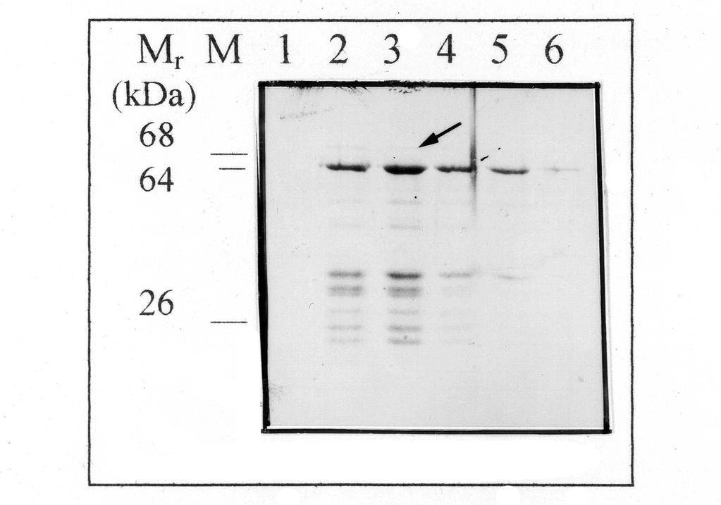 3. Ergebnisse Auf dem SDS-Gel fällt die stark ausgeprägte 64 kda-bande des Fusionsproteins auf. Dies weist auf eine insgesamt stärkere Expression hin, als im E. coli- Stamm TG1. 3.2.