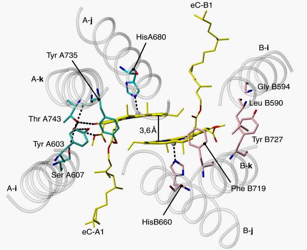 VL3: P700 - Asymmetrisch Enlang der Membrannormalen von der stromalen Seite Asymmetrische H-Brücken: Chla` Molekül: zahlreiche H- Brücken zu den AS`en von PsaA (cyan).