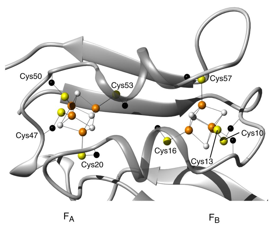 VL3: Drei Eisenschwefelcluster - F X, F A, F B F A und F B : F x : Koordiniert durch 4 Cysteine