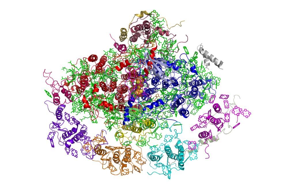 Protein-UE 4 LHC I Proteine 168 Chlorophylle 3 Fe 4 S 4
