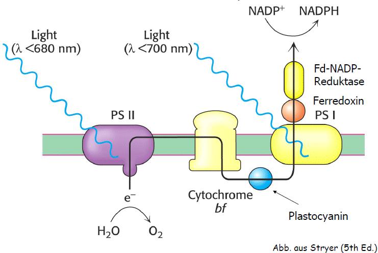 VL3: Photosystem Tandem PSII und PSI Elektronenfluss von PSII zum PSI über Cyt b6f Komplex Cyt b6f katalysiert