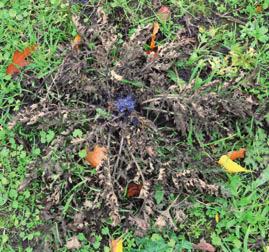 Bereits zehn Tage nach der Kalkstickstoffgabe in das Herz der Pflanze ist das Jakobskreuzkraut abgestorben.