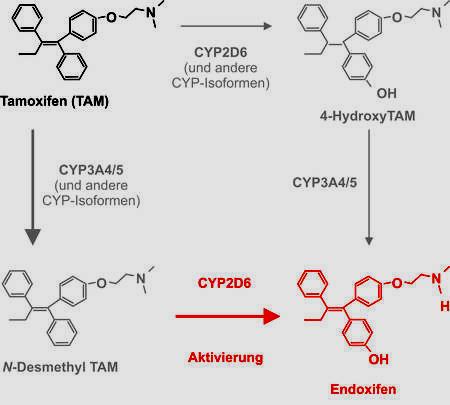 CYP2D6 Polymorphismen und Tamoxifen Normal (Extensive Metabolizers) Red.