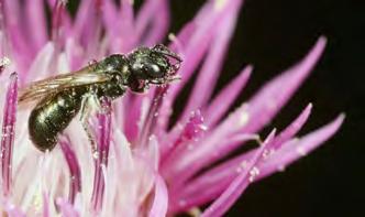 tif Weibchen beim Pollensammeln an