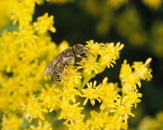 tif Weibchen auf Jasione Halictidae Furchenbienen Halictus subauratus