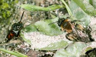 Wespenbiene Insekten: Nistplätze Garten in Agasul, Kanton ZH,