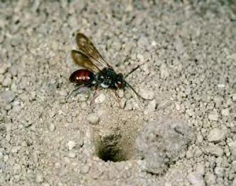 Andrenidae) Apidae Echte Bienen Nomada integra Wespenbiene Insekten: Nistplätze Garten in