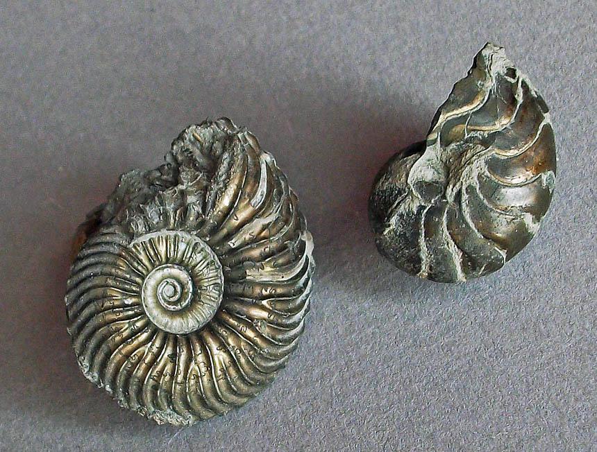 Steinkern.de für Kinder: Ammonit und Nautilus ähnlich und doch nicht gleich! Wenn du das Fossil eines Ammoniten findest, dann siehst du die Wohnung eines Tintenfischverwandten vor dir.