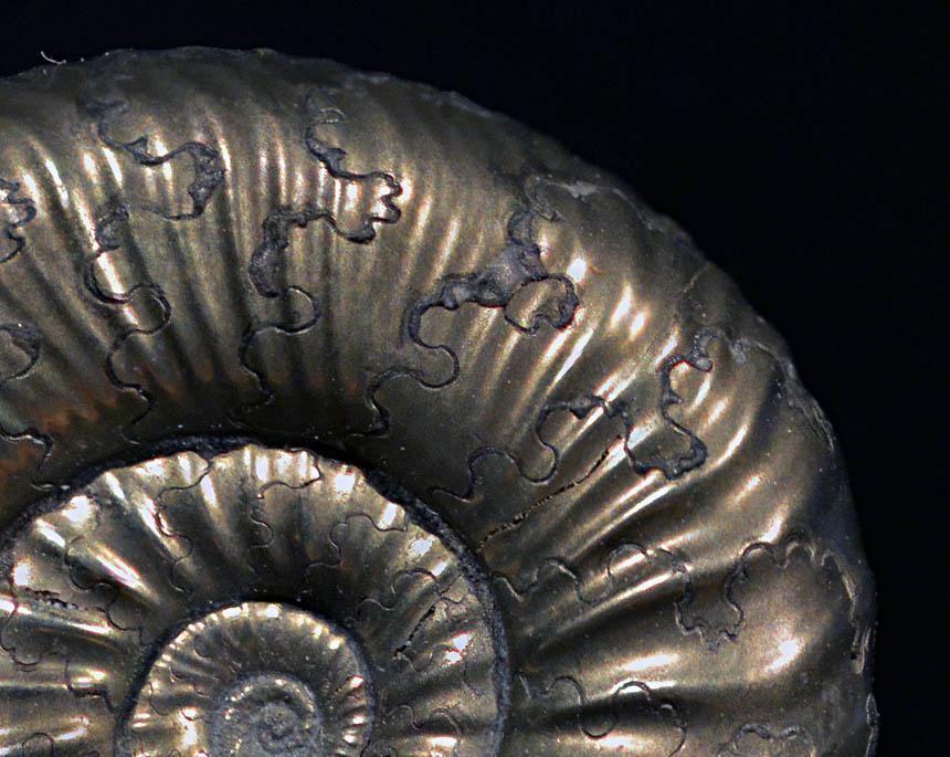 Charakteristische, äußere und innere Unterschiede Ammonit Körperlich erhaltene Ammonitengehäuse sind in großer Artenvielfalt (besonders in der Jura- und Kreidezeit) in flachen oder aufgeblähten sowie