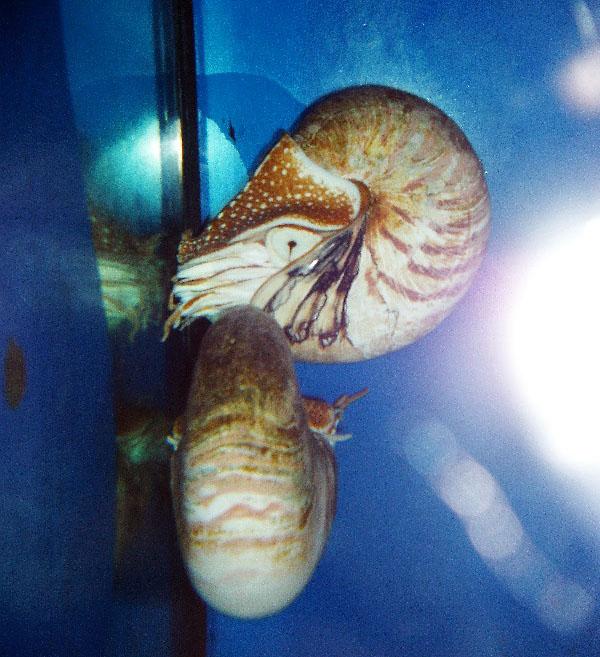 Abb. 5: Lebende Nautiliden in einem Meerwasseraquarium.