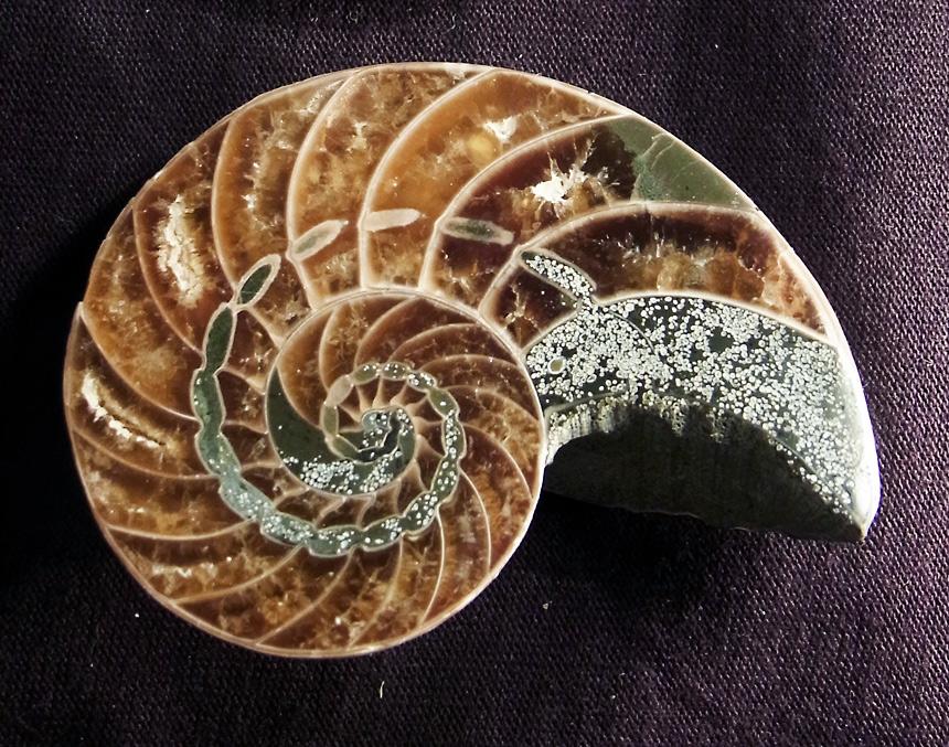 A Abb. 7: Auf der Mitte des Gehäuses aufgesägter Nautilus aus der Unterkreide von Madagaskar. Man kann auf dieser Abbildung gut die Kammerung und den perlschnurartigen Siphon erkennen.