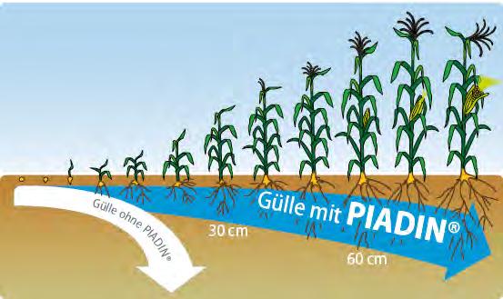 Gärreste zu Mais 160 N Gärrest + 5l/ha PIADIN 80 N Gärrest + 80 N ALZON 46 Oder 60N